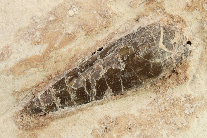 Fossil Polycotylid Plesiosaur (Thililua?) Tooth - Asfla, Morocco #270972